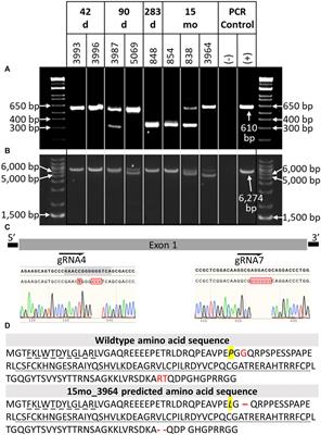Germline ablation achieved via CRISPR/Cas9 targeting of NANOS3 in bovine zygotes